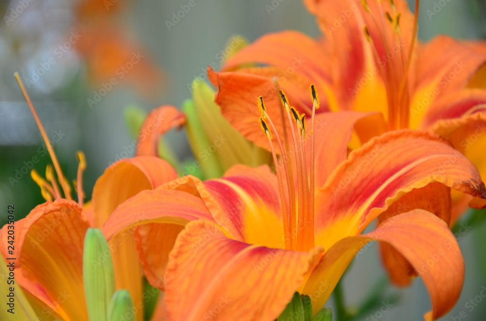 orange lily in garden