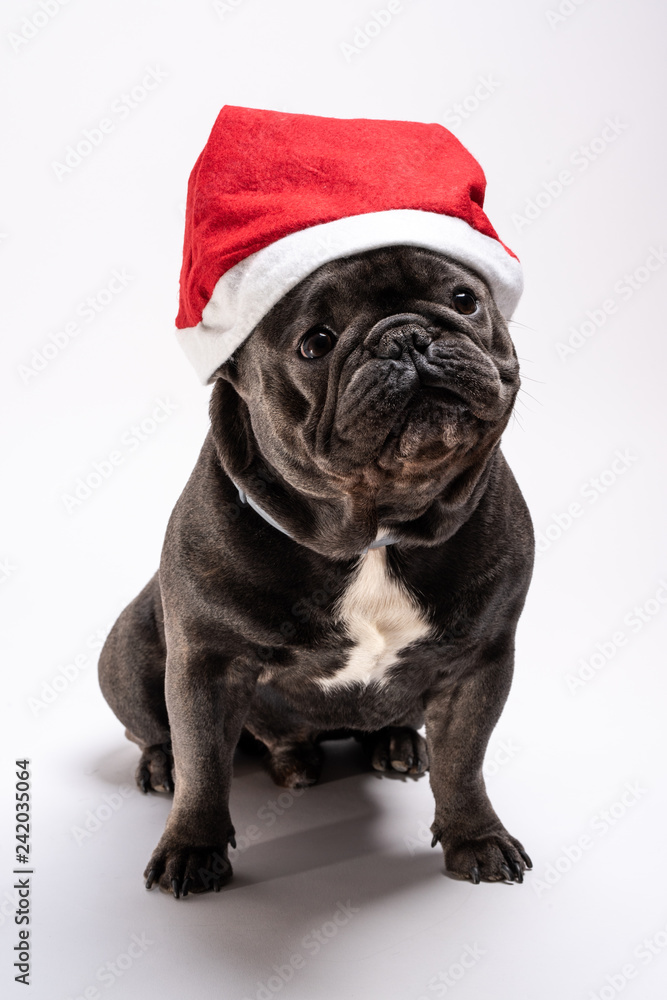 Adorable portrait of a french bulldog wearing a Santa Claus hat. Shot in the studio against white background