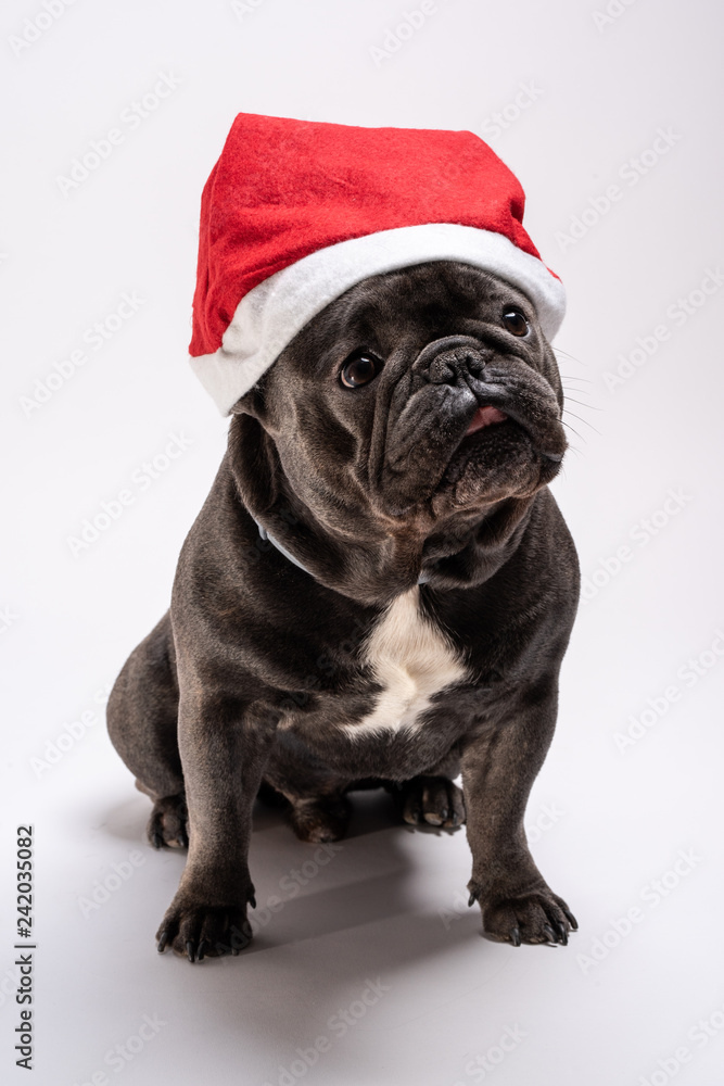 Adorable portrait of a french bulldog wearing a Santa Claus hat looking to the right. Cute friendly dog posing in the studio