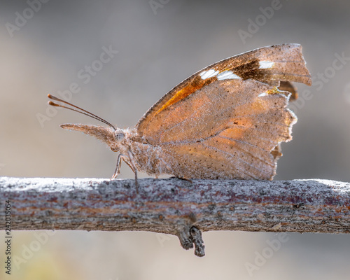 American snout nosed butterfly