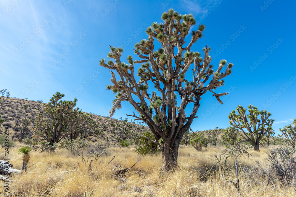 Sun Behind Joshua Tree (Yuvva brevifolia) in Southern Nevada