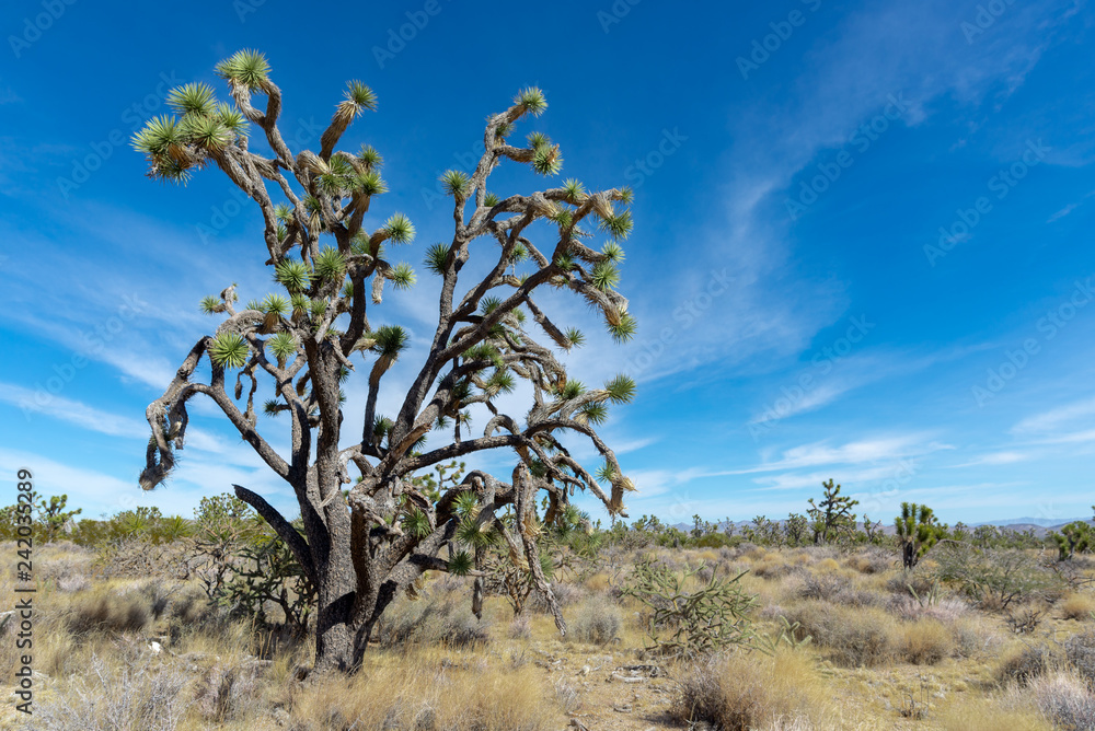 Las Vegas Valley Joshua Tree Yucca, Mojave Desert, Nevada, USA