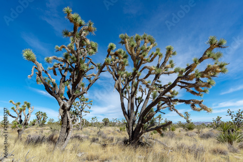 Pair of Wind Swept Josua Trees in the Mojave Desert