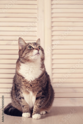 Cat sitting on wooden background