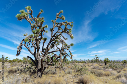 Las Vegas Valley Joshua Tree Yucca  Mojave Desert  Nevada  USA