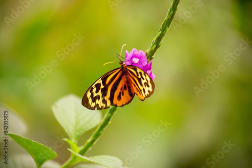 Butterfly in the cloud forest © Madeline