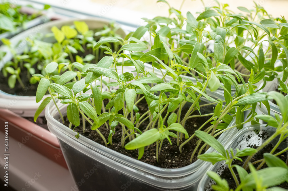 Growing seedlings of tomatoes and peppers on the windowsill in plastic pots