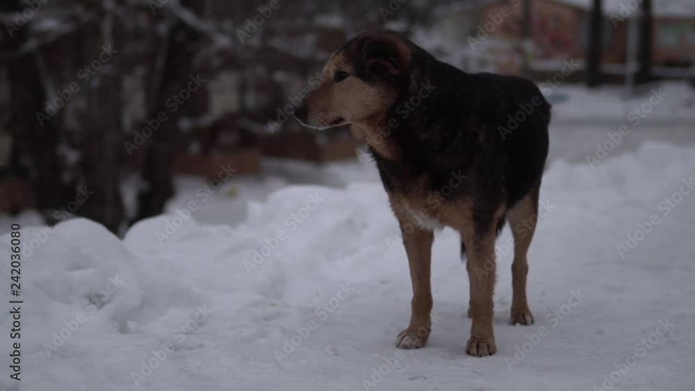 Stray Dog In Winter. Homeless Sad Lonely Dog. Stray Dog In Winter. Homeless Sad Lonely Dog. Stray Dog In Winter. Homeless Sad Lonely Dog. Stray Dog In Winter. Homeless Sad Lonely Dog.
