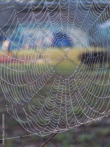 Spider web lined with dew in the early morning
