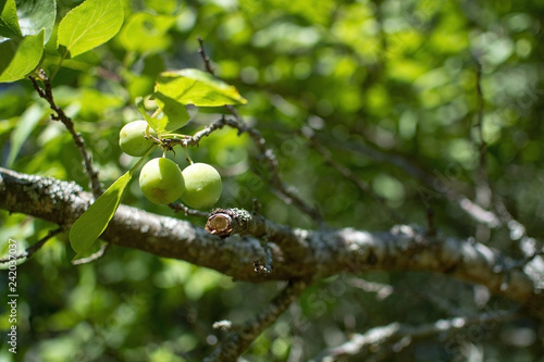 Closeup of plums ripening on a tree in a green garden