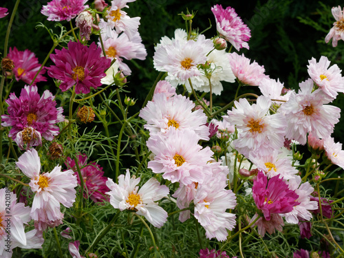 Cosmos bipinnatus. Fleurs de Cosmos bipennés ou cosmos des jardins aux capitules de couleur blanche et rose foncé photo