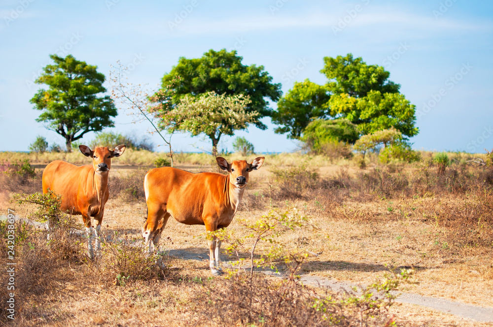 Red calves on a pasture in a field against a beautiful summer landscape, Selective focus. Baby cow, calf, livestock, animals.