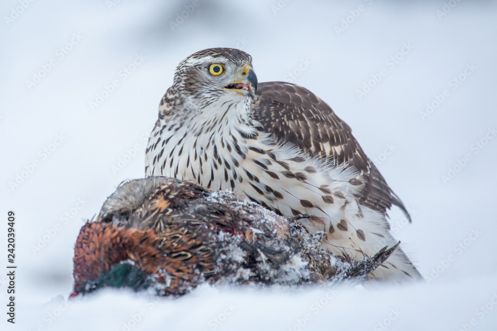 Fototapeta premium Northern goshawk (Accipiter gentilis) feeding food in the snow. Wildlife scenery, winter time. Birds of prey, Predator.
