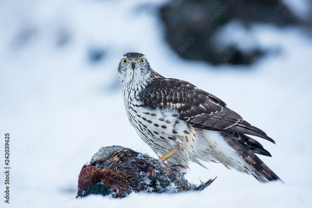 Northern goshawk (Accipiter gentilis) feeding food in the snow. Wildlife scenery, winter time. Birds of prey, Predator. Northern goshawk (Accipiter gentilis) feeding food in the snow. Wildlife scenery, winter time. Birds of prey, Predator.