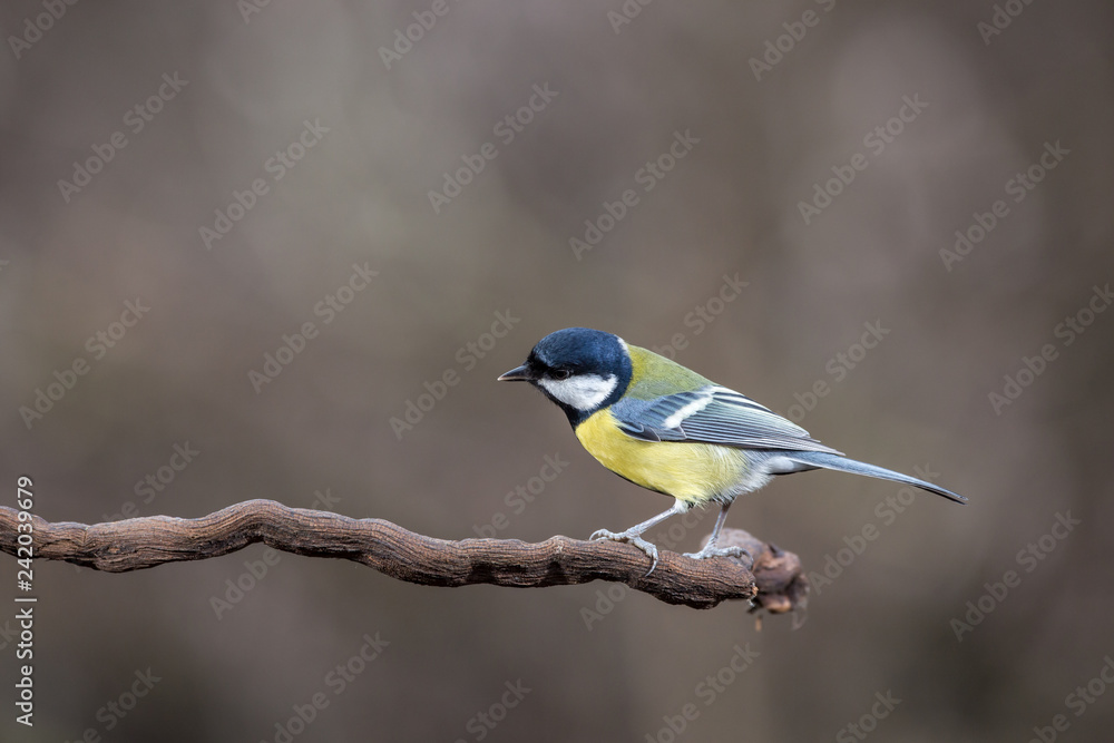 Parus major, Blue tit sitting on the branch. . Wildlife Parus major, Blue tit sitting on the branch. . Wildlife