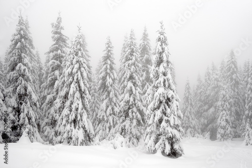Winter landscape in the mountains. Fir trees dressed in heavy snow.
