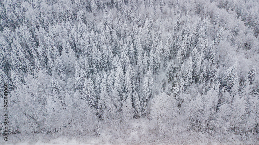 Aerial view forest winter. Snowy tree branch in a view of the winter forest. Aerial view forest winter. Snowy tree branch in a view of the winter forest.