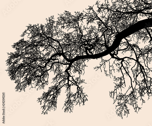 Silhouette of tree branches in the cold season