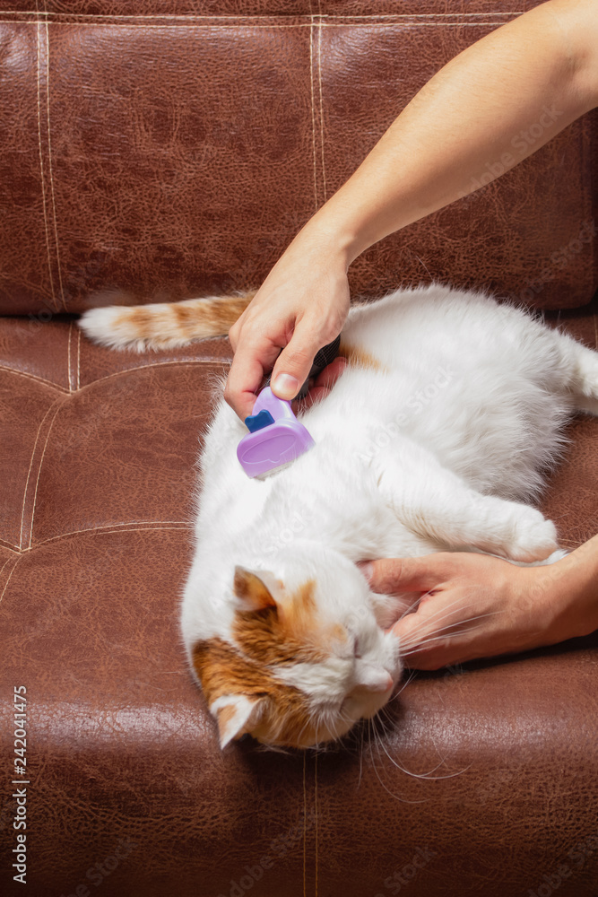 Cat is brushed and combed.Owner hand holding of brush combing fur of a cat.