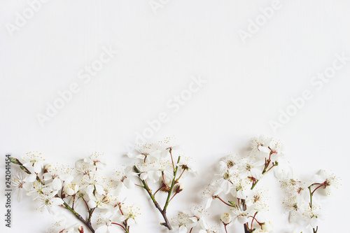 Spring banner. White prunus flowers, cherry blossoms isolated on white wooden background. Flat lay feminine styled composition, top view. Floral pattern. Easter concept.