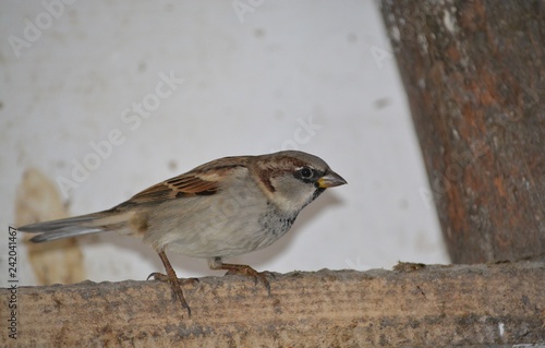 sparrow on a fence © Katarzyna
