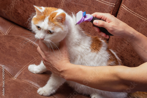Cat is brushed and combed.Owner hand holding of brush combing fur of a cat.