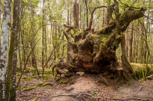 Riesige Wurzel eines umgestürzten Baumes im Tasmanischen Regenwald