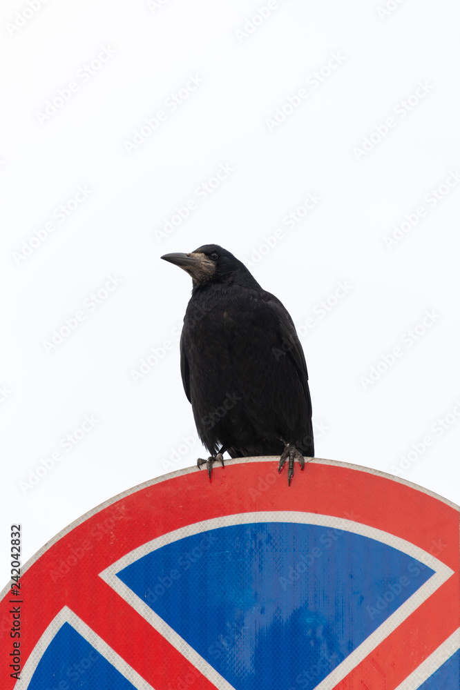 Fototapeta premium crow sits on a road sign on a white background