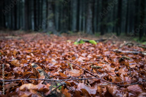 Herbst im Wald mit braunen Blättern