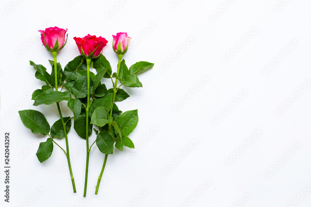 Fototapeta premium Rose on white background.