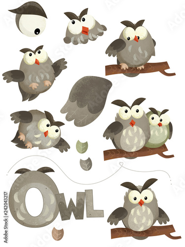 cartoon scene with set of owls on white background with sign name of animal - illustration for children