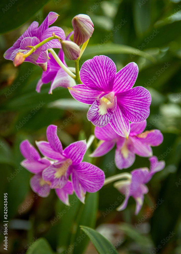 Orchid flower close-up picture