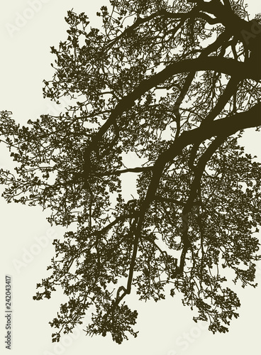 Vector image of the branches of a deciduous tree in summer