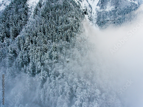 Snowed trees in Aragnouet, Hautes-Pyrenees, Occitanie, France