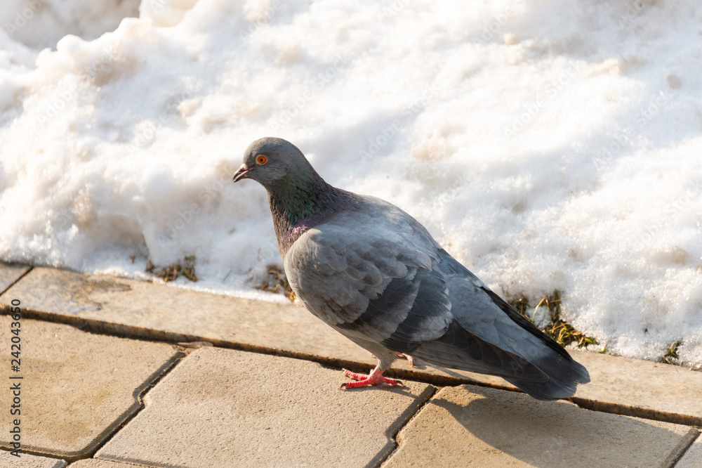 Obraz premium A colorful dove stands on the sidewalk