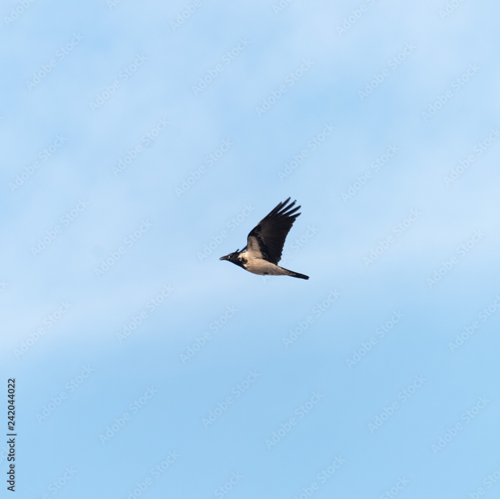 Obraz premium Magpie Pica in the sky