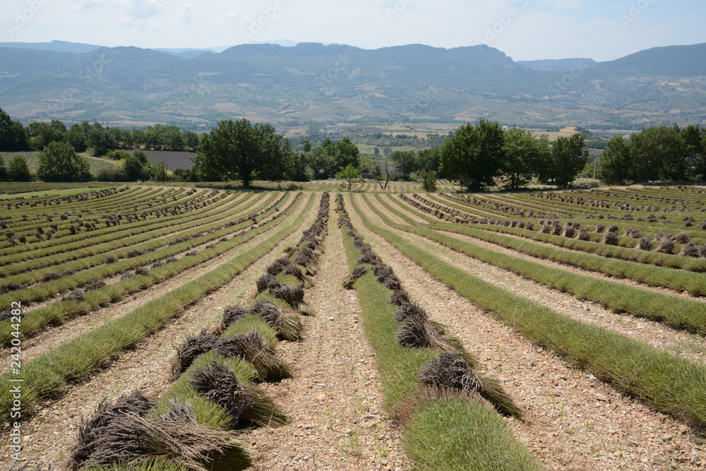 Cut lavender's fields, bunches of cut flowers. Surrounded by trees, with a mountain in the background and a blue sky. In Drôme Provencale, Provence in France