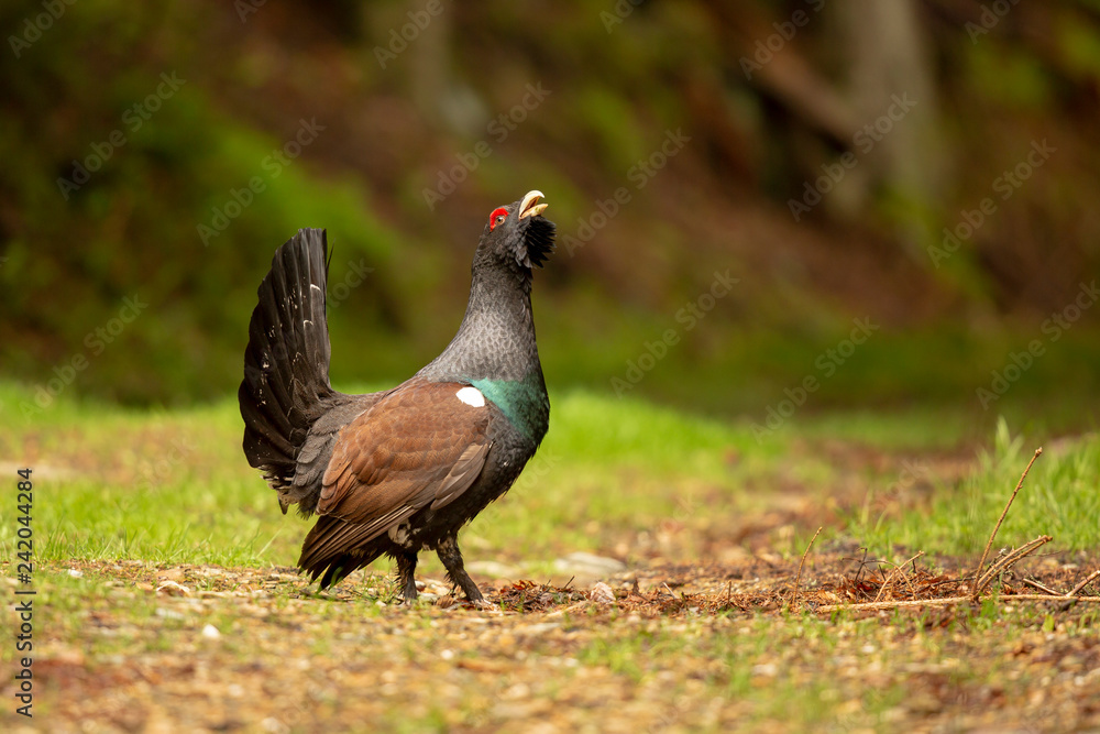 Fotografie Auerhahn im Wald