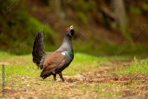 Cuadro en lienzo Auerhahn im Wald