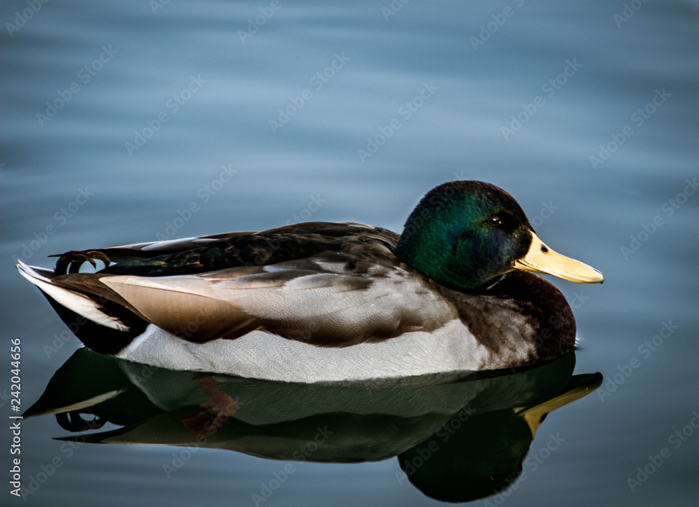 Fototapeta premium duck in water