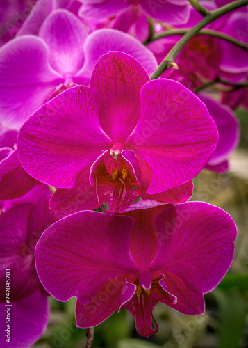 Beautiful  pink orchid flower close-up picture