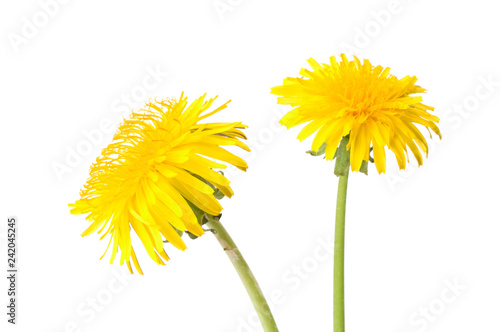 Dandelion  Taraxacum sp.  flowers isolated on white background.