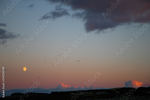 Birds Flying by Moon during Sunset