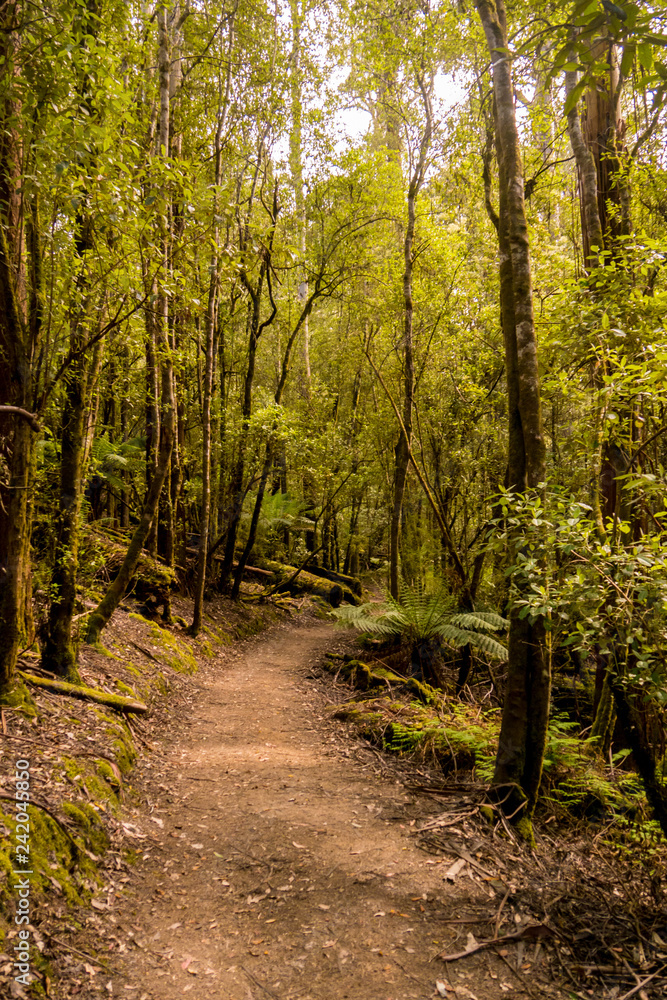 Wanderweg durch den Tasmanischen Regenwald Wanderweg durch den Tasmanischen Regenwald