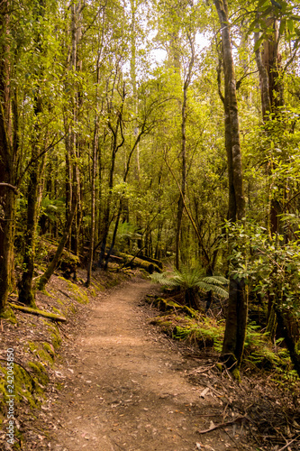 Wanderweg durch den Tasmanischen Regenwald