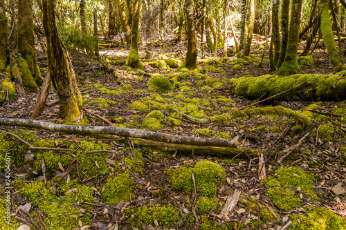 Unber  hrte Natur - Tasmanischer Regenwald