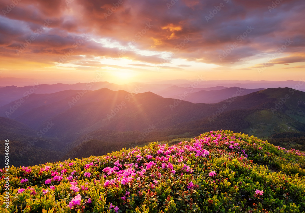 Mountains during flowers blossom and sunrise. Flowers on the mountain hills. Beautiful natural landscape at the summer time. Natural background Mountains during flowers blossom and sunrise. Flowers on the mountain hills. Beautiful natural landscape at the summer time. Natural background