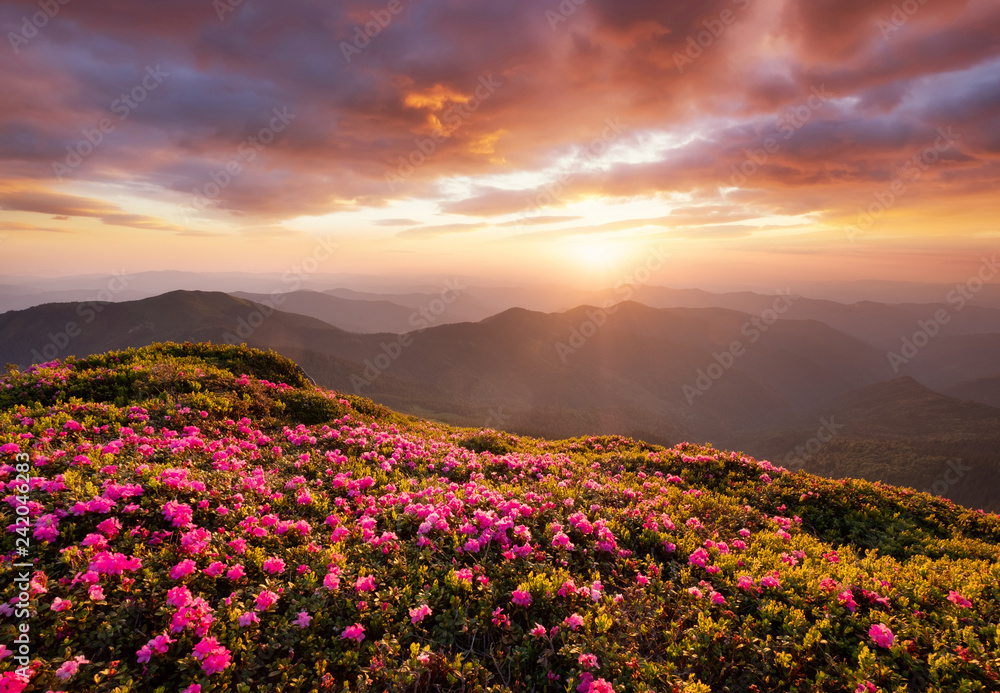 Mountains during flowers blossom and sunrise. Flowers on the mountain hills. Beautiful natural landscape at the summer time. Natural background