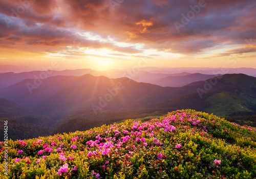 Mountains during flowers blossom and sunrise. Flowers on the mountain hills. Beautiful natural landscape at the summer time. Natural background © biletskiyevgeniy.com