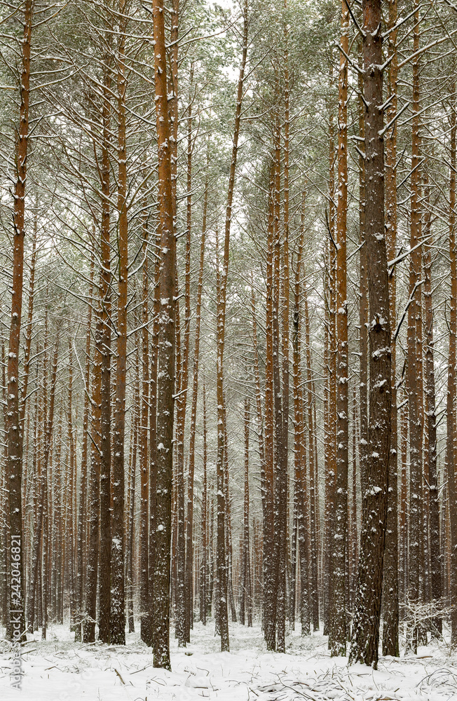 Fototapeta premium A forest at wintertime with snow-covered trees 2.